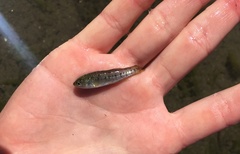 Fundulus parvipinnis
