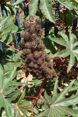 Ricinus communis