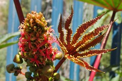 Ricinus communis