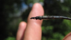 Somatochlora williamsoni