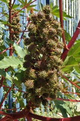 Ricinus communis