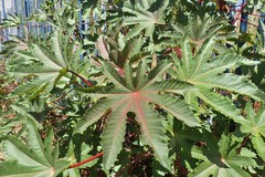Ricinus communis