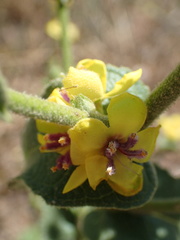 Verbascum sinuatum