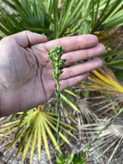 Solidago virgata