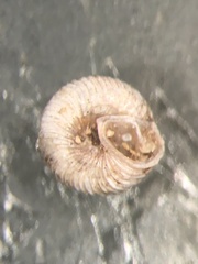 Strobilops texasianus