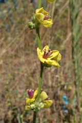 Verbascum sinuatum