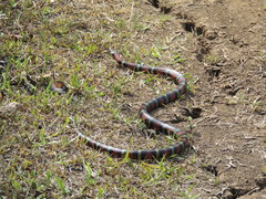 Lampropeltis polyzona