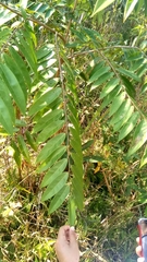 Xylopia