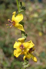 Verbascum sinuatum