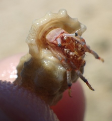 Clibanarius tricolor