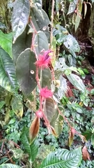 Columnea minor