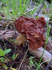 Gyromitra esculenta