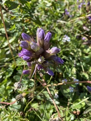 Gentianella campestris