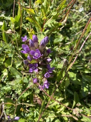 Gentianella campestris