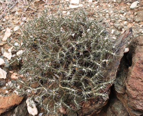 Monsonia flavescens