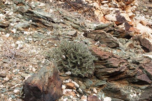Monsonia flavescens