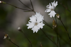 Heliosperma alpestre