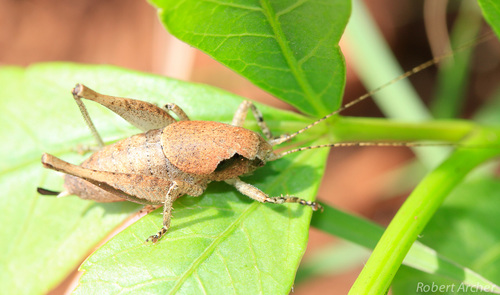 Black-spotted False Shieldback