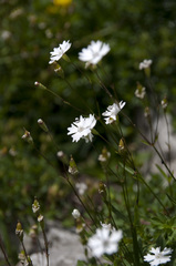 Heliosperma alpestre