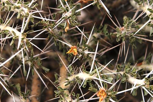 Monsonia flavescens (S.E.A.Rehm) F.Albers 2