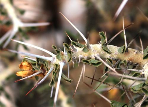 Monsonia flavescens
