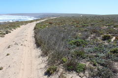 Cladoraphis cyperoides