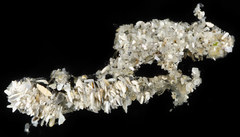 Paradialychone ecaudata