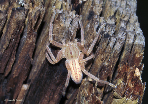 Green Huntsman Spider
