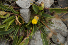 Anthyllis vulneraria alpestris