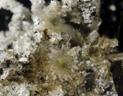 Paradialychone ecaudata