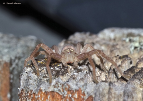 Green Huntsman Spider