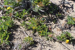 Othonna coronopifolia