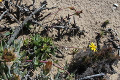 Othonna coronopifolia