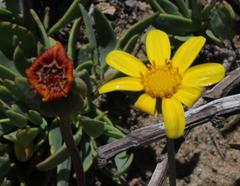 Othonna coronopifolia