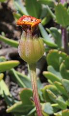 Othonna coronopifolia