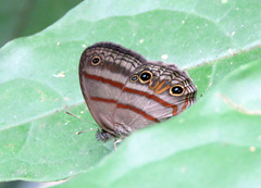 Cissia terrestris