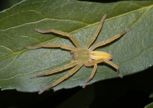 Green Huntsman Spider