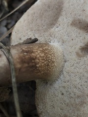 Tylopilus intermedius