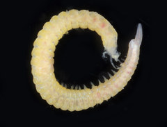 Glycinde