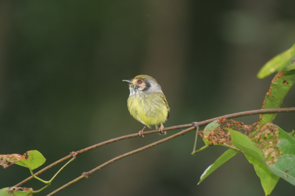 Eared Pygmy-tyrant