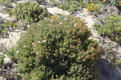 Lampranthus stipulaceus