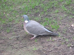 Columba palumbus