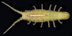 Pentidotea gracillima