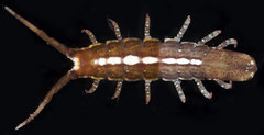 Pentidotea gracillima