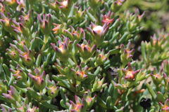 Lampranthus stipulaceus