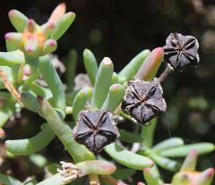 Lampranthus stipulaceus