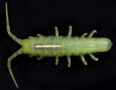Pentidotea gracillima