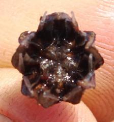 Lampranthus stipulaceus