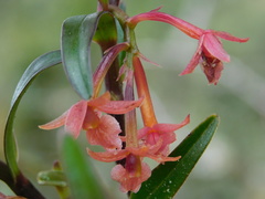 Epidendrum oxysepalum