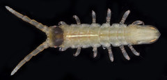 Pentidotea gracillima